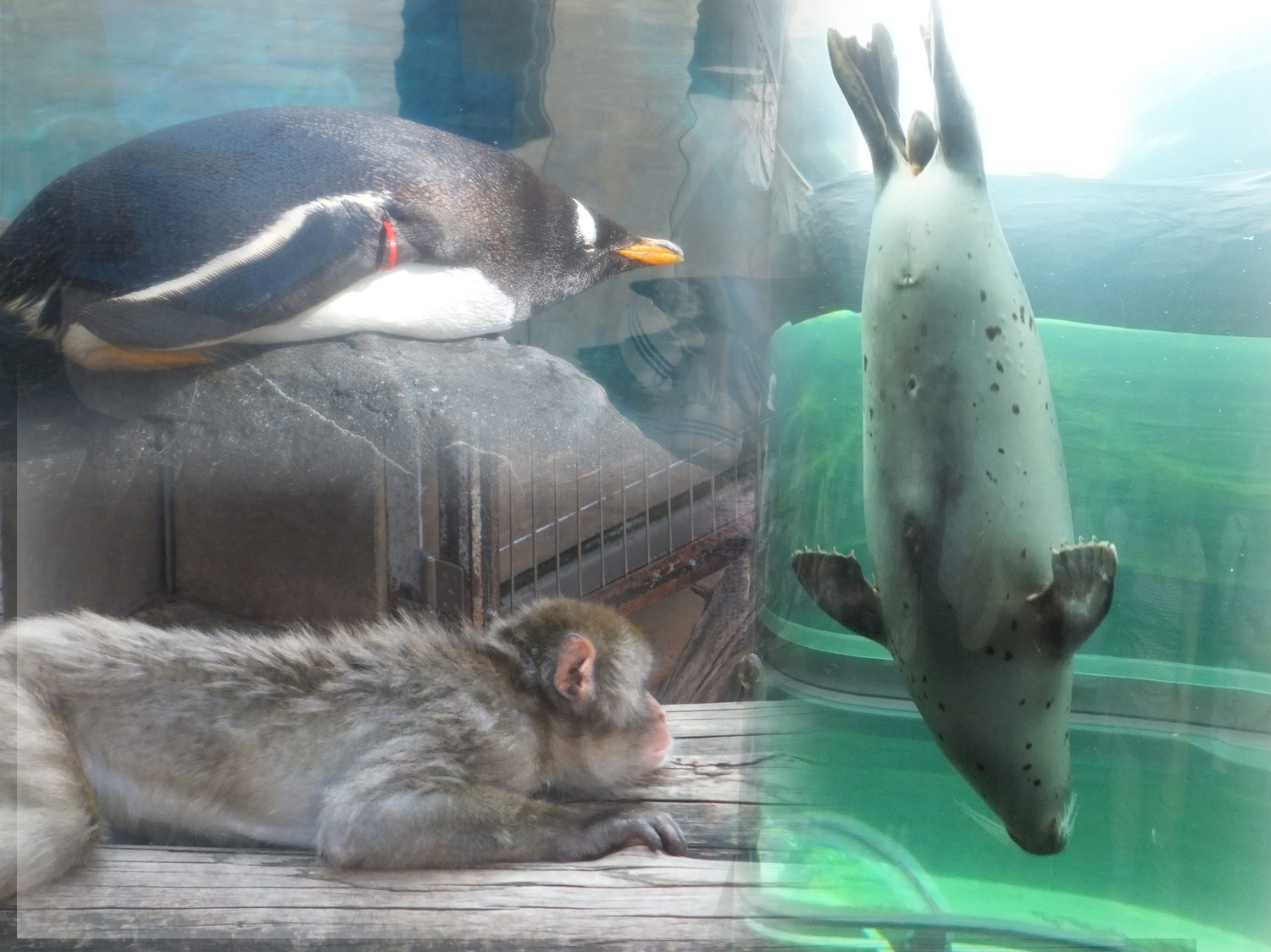 旭山動物園